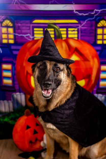 Halloween Witch Cape and Hat Dog Costume (Medium)